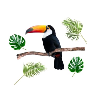 TOUCAN - Adhésif décoratif mural toucan 77,3x65,6cm