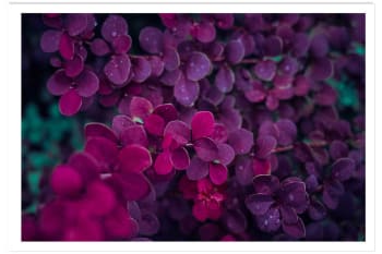 Affiche fleurs de lilas au printemps sans cadre 60x40cm