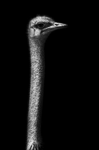 AUTRUCHE HORS SOL - Photographie d'art de Guillaume Mordacq  60x90 cm sur alu