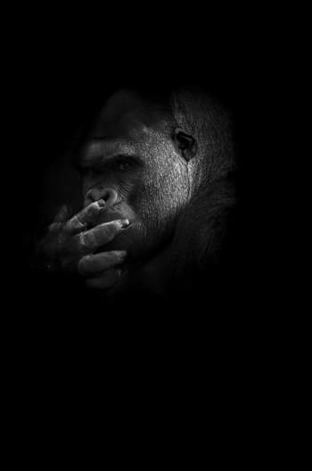 GORILLE MYSTERE - Photographie d'art de Guillaume Mordacq  60x90 cm sur plexi