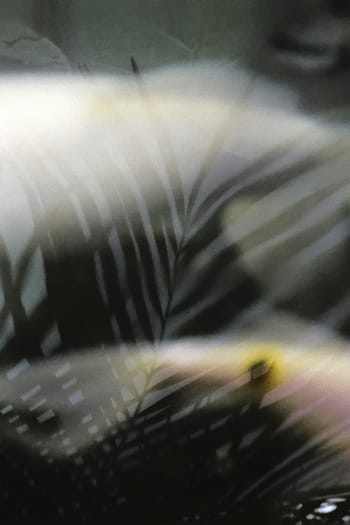 DIAPHANE - Photographie d'art de Zoé Pignolet 40x60 cm sur plexi