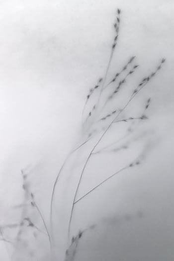 LE DÉBUT - Photographie d'art de Zoé Pignolet 40x60 cm sur plexi