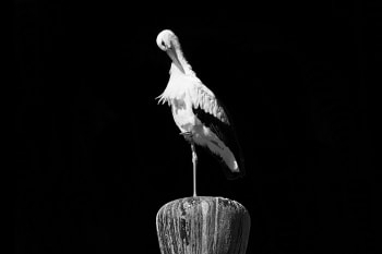 TRÔNE DE LA CIGOGNE - Photographie d'art de Guillaume Mordacq 30x45 cm sur alu