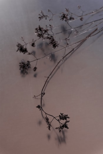 NATURE MORTE - Photographie d'art de Zoé Pignolet 40x60 cm sur plexi