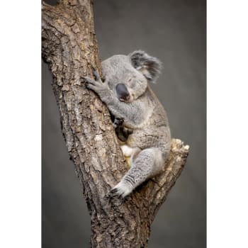 Nature évasion - Tableau sur verre koala endormi 30x45 cm
