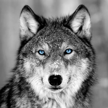 Animaux - Tableau sur verre loup aux yeux bleus 45x45 cm