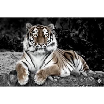 Animaux - Tableau sur verre synthétique tigre en observation 80x120 cm