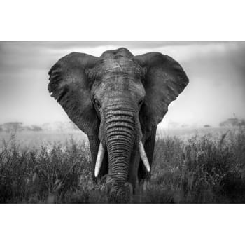 Animaux - Tableau sur verre synthétique éléphant noir & blanc 80x120 cm