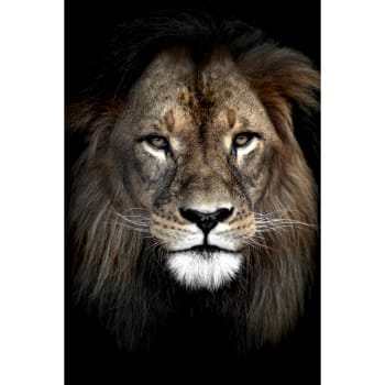 Animaux - Tableau sur verre synthétique lion dans l'ombre 65x97 cm