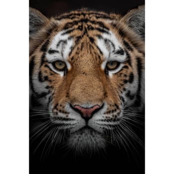Animaux - Tableau sur verre portrait d'un tigre 45x65 cm