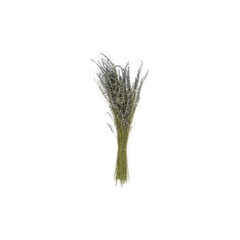 Bouquets de lavande séchée(Lavandula angustifolia) sur une échoppe de