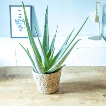 ALOE - Aloe vera + cache-pot plante d'intérieur facile d'entretien
