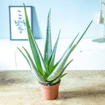 ALOE - Aloe vera plante d'intérieur facile d'entretien