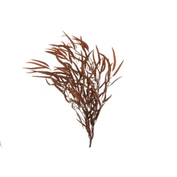 EUCALYPTUS - Rama eucalipto silvestre seco oxido alt. 83 cm
