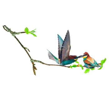 OISEAUX - Stickers muraux oiseaux sur une branche 68x18cm