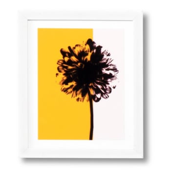 YELLOW DANDELION - Cuadro decorativo 30 x 25 marco blanco