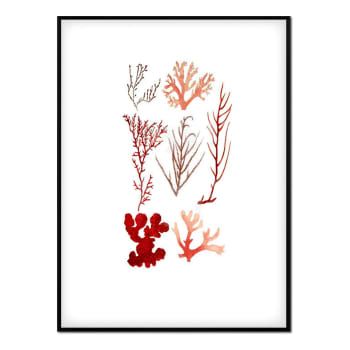 Coral - Affiche avec cadre noir - Coraux - 30x40