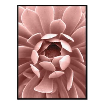 Flores - Affiche avec cadre noir - Dahlia rose - 50x70