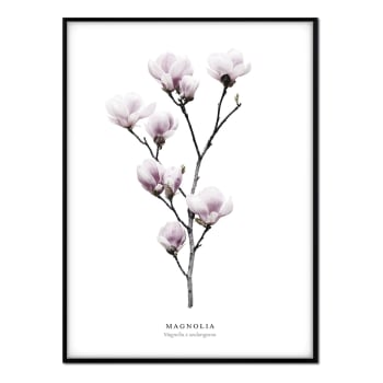 Flores - Affiche avec cadre noir - Magnolia - 50x70