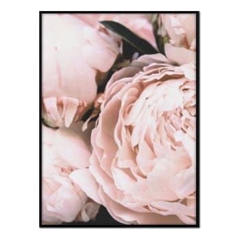 Flores - Affiche avec cadre noir - Roses en gros plan - 30x40