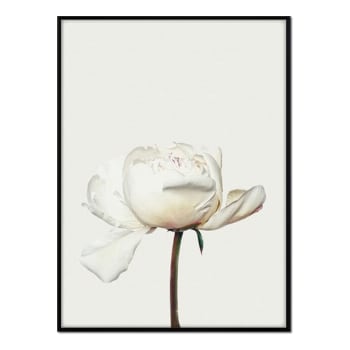 Flores - Affiche avec cadre noir - Pivoine blanche - 30x40