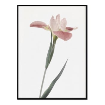 Flores - Affiche avec cadre noir - Lily - 50x70
