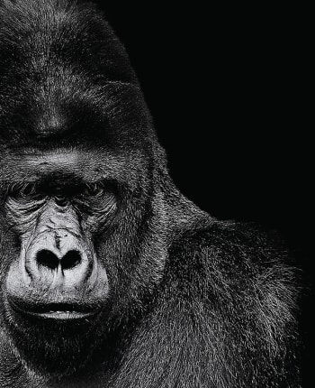 Stampa Gorilla in bianco e nero 40x50