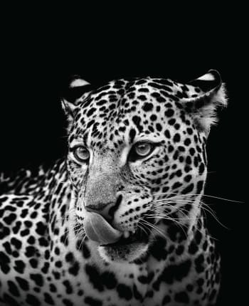 Stampa Leopardo in bianco e nero 40x50 cm