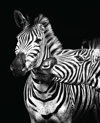 Stampa Zebra in bianco e nero 40x50
