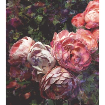 ROSES ANTIQUES - Papier peint panoramique en Papier Multicolore  240x270