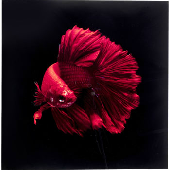 Electric fish - Tableau poisson rouge en verre 100x100