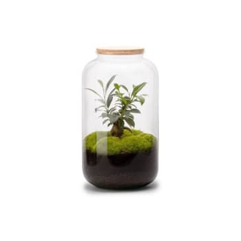 Kit pour terrarium 3 plantes coffea, fougère et fittonia vert DIY