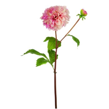 Bonnie - Tige de dahlia artificielle rose H50