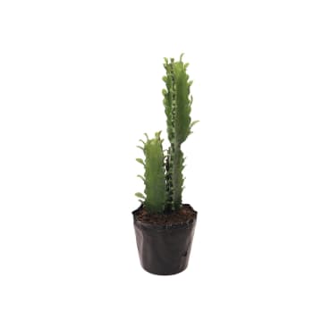 Euphorbia - Cactus artificielle en pot vert H48