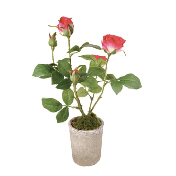 Felce Artificiale ROBIN Con Radici Aeree 50cm - 5 Foglie, Pianta Finta In Plastica - 3