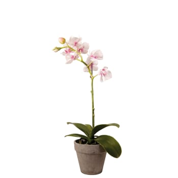 Orquídea dendrobium en maceta artificial blanca y rosa fucsia h27