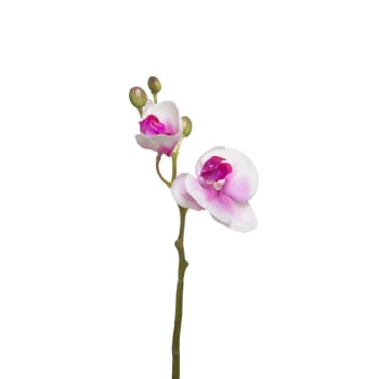 Forever - Orchidea Phalaenopsis H21