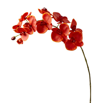 Forever - Orchidea Phalaenopsis H100