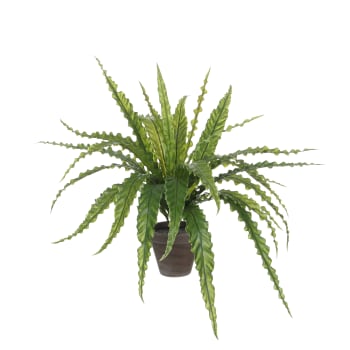 Palmier Areca XL Très grande plante d'intérieur dépolluante – La Green Touch