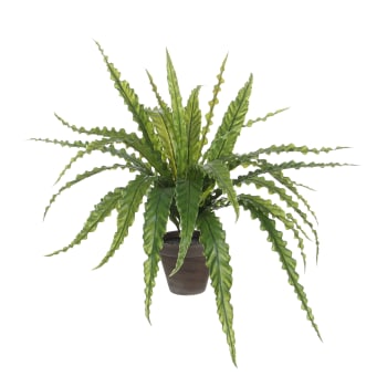 Aspargus plante d'intérieur résistante avec cache-pot ASPARGUS PLUMOSUS