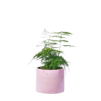 Soucoupe pot Siena 30x30 cm : achat Pots de fleur extérieurs, caches-pots