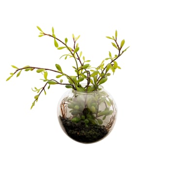 Kit Terrarium humide 1 plante Fittonia - Réconciliation Végétale