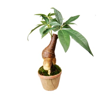 Castagno artificiale verde della Guiana in vaso H27