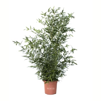 KENTIS - Palma Kentia - Howea Forsteriana - Piante Vere Da Interni - Piante  Alte Da Appartamento - H 90-110 cm Vaso Ø 20 cm