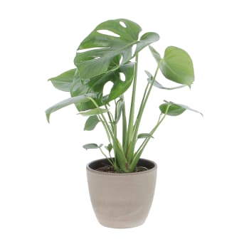 Kentia in vaso Ø24 Cm./H 200 Cm Pianta Vera palma da interno - Vivaio Annese