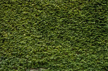 Quadro natura muro di edera Stampa su tela 90x60cm