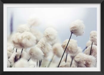 Affiche fleurs de coton au vent avec cadre noir 30x20cm