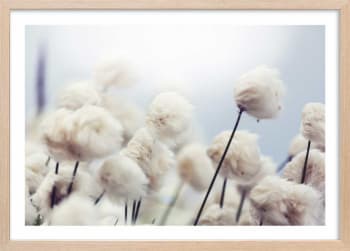 Affiche fleurs de coton au vent avec cadre 30x20cm