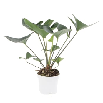 Euphorbia Tirucalli Piante Grasse Vere da Interni H 30-40 cm Ø 12 cm, Maisons du Monde