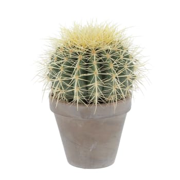 Cactus Echinocactus Grusonii H 20/30 cm Vaso in Terracotta Ø 14 cm